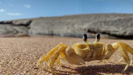 crab on the beach