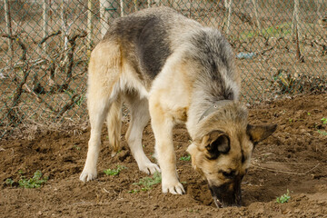 German Shepherd eats dirt in the backyard. Horizontal photo of a pet