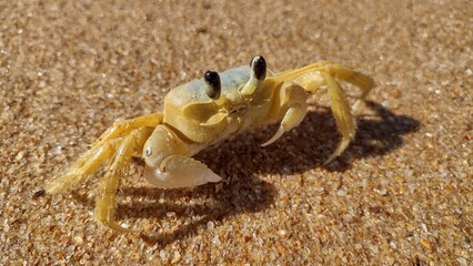 crab on the beach
