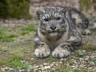 Fototapeta na wymiar A reclining male Snow leopard, Panthera uncia, has massive front paws.