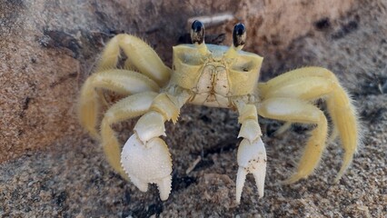 crab on the beach
