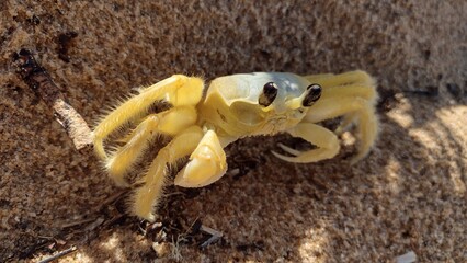 spider on the ground