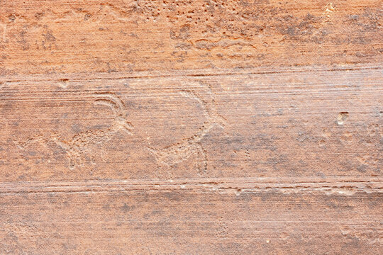 Goat petroglyphs on stone surface