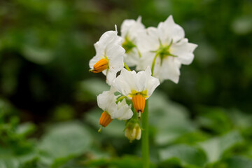 White flowers of potato close-up. The concept of agriculture and healthy food.