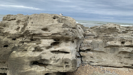 a seagull stands on a rock in the sea and