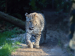 A male Persian Leopard, Panthera pardus saxicolor, on his regular patrol of his territory.