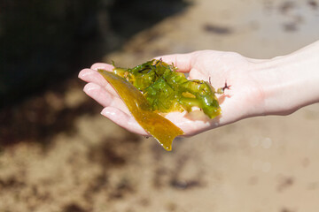 Fototapeta na wymiar a handful of fresh seaweed against the sea background. Lungs of the ocean. Ecology of the planet.