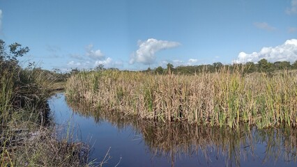 reeds in the water