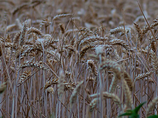 Wheat field. Ears of wheat closeup. Harvest concept. germany