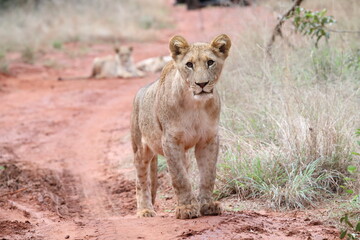 Lion walking to camera, game reserve