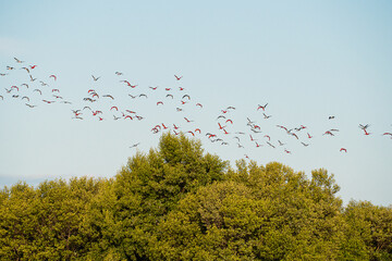 Guará Brazilian bird