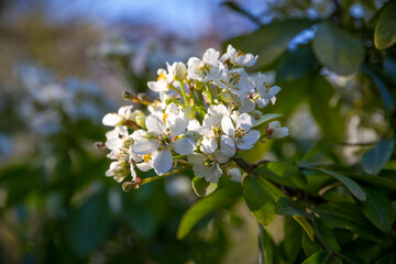 Mexican orange blossom in spring