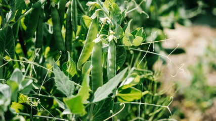 Pods of young green peas growing on a bed