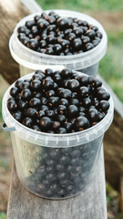 Blackcurrant in a plastic buckets on a wooden shelf