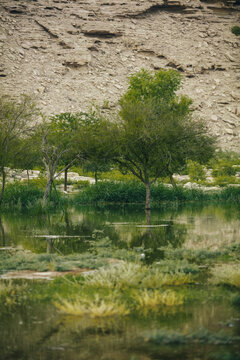 Trees inside the Lake, Riyadh city