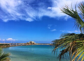 palm trees on the beach