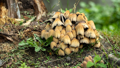 a bunch of yellow-brown mushrooms on a rotten stump,