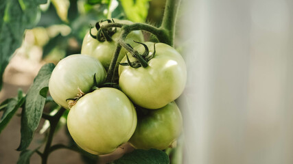 Green tomatoes on bushes with green leaves