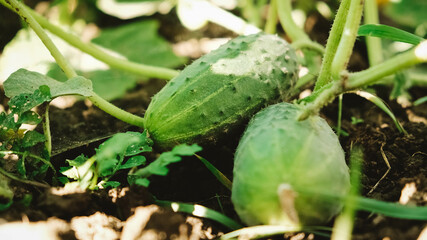 Fresh green cucumbers growing on garden bed in farmer's garden