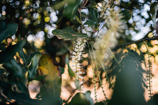 Macadamia Nut Flower in Macadamia tree