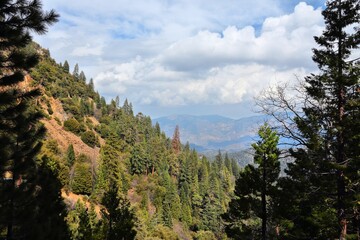 National Forest in California