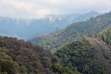 National Forest in California
