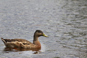 Female mallard duck swimming on a pond with green water while looking for food