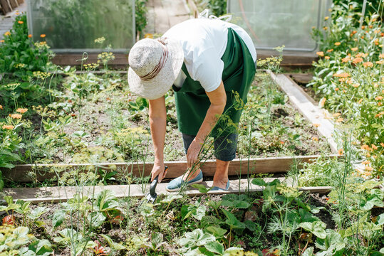 Unrecognizable senior woman farmer in straw hat and green apron working in strawberry garden with hoe, leaning against backdrop of greenhouse outdoors