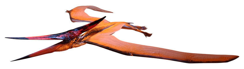 3D Rendering Pteranodon on White © photosvac