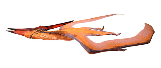 3D Rendering Pteranodon on White © photosvac