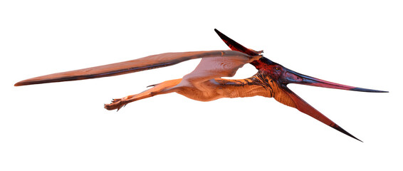 3D Rendering Pteranodon on White © photosvac