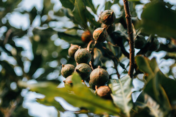Macadamia Nuts hanging on tree ready for harvest.  - obrazy, fototapety, plakaty