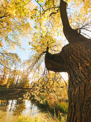 Fototapeta na wymiar autumn tree in the park