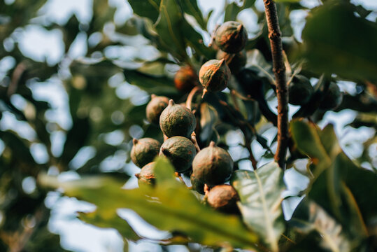 Macadamia Nuts hanging on tree ready for harvest. 