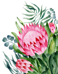 Hand-drawn watercolor illustration of protea. Postcard, bouquet with protea, plants on an isolated white background, watercolor illustration, botanical painting, freehand drawing. Stock illustration