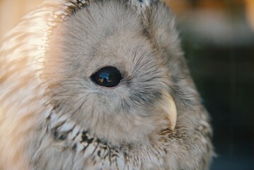 horned owl