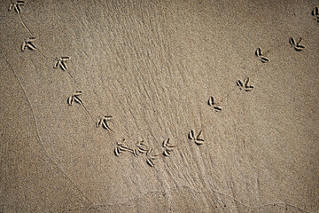 Bird footprints on sandy terrain