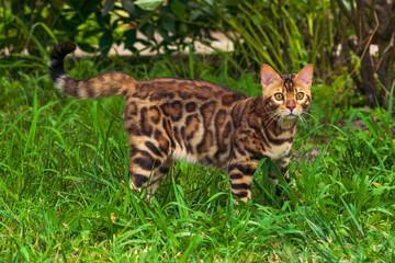 Beautiful young bengal cat in the garden