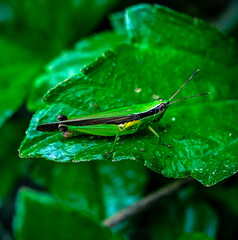 Macro shot of a grasshopper on green leaf nature background concept, wildlife animal, garden animal