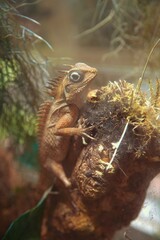 dragon lizard in dry grass
