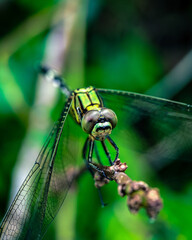 Macro shot of dragonfly with beautiful eyes, nature concept background, closeup image of dragonfly