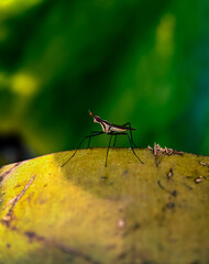 Macro shot of a fruit fly in the garden, nature concept, wildlife animal, insect macro shot
