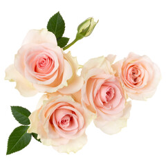 pink roses isolated over white background closeup. Rose flower bouquet in air, without shadow. Top view, flat lay..