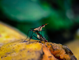 Macro shot of a fruit fly commonly called banana-stalk fly mating on a rotting papaya, wildlife...