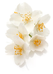 Jasmine flowers isolated over white background cutout.