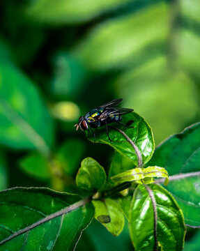 Macro shot of a fly on top of green leaf in the garden, nature concept, wildlife image