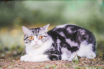 Naklejka na ściany i meble A Scottish Fold cat startled and sat on the grass in the yard.