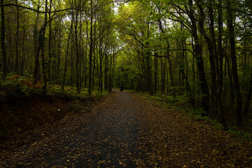 Moody forest. Rainy weather in the forest at autumn
