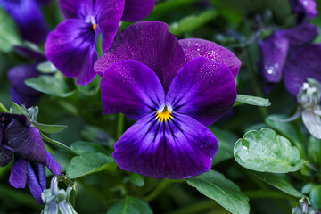 Fototapeta na wymiar Pansies flowers in pot, pansy flower - Viola Tricolor plant 