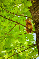 Cute squirrel in summer park on a tree branch against the background of foliage.